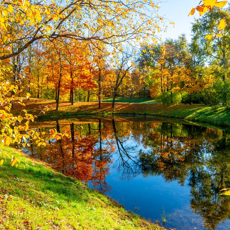Pond Treatments